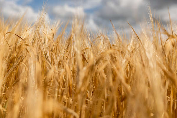 Birgitte Vindings sjælefred