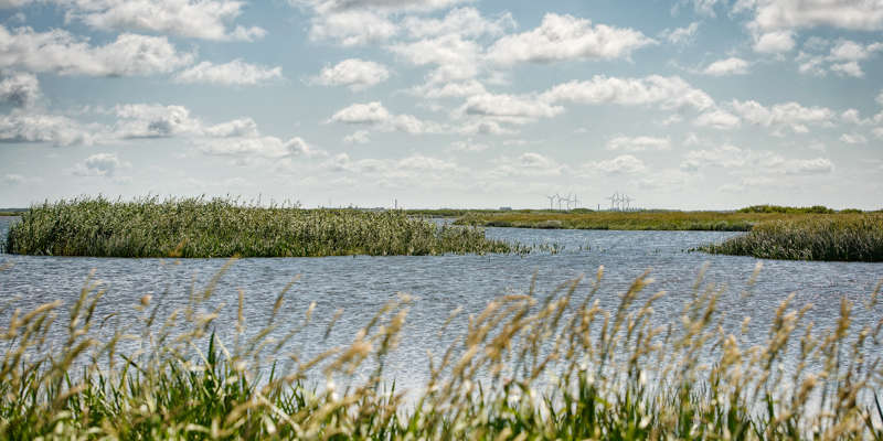 Bestyrelsen