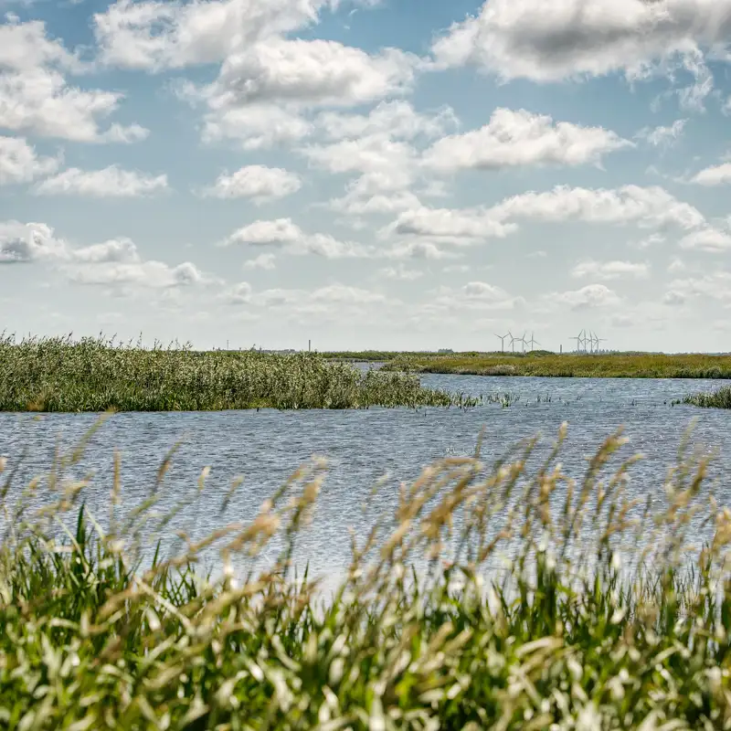 Bestyrelsen